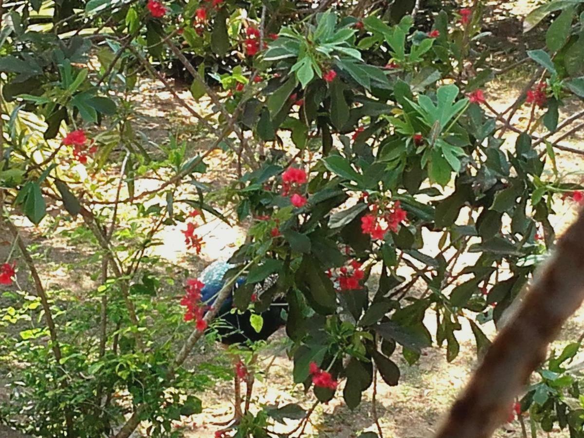 Sujatha Villa Paradise Tangalle Bagian luar foto